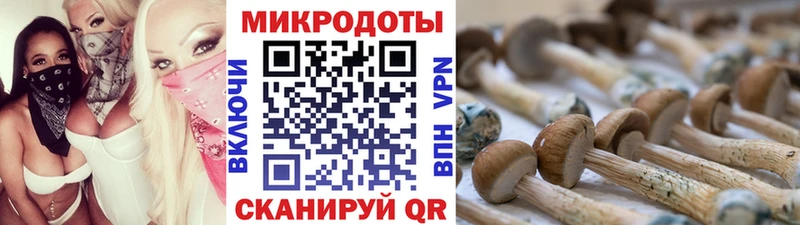 Псилоцибиновые грибы Psilocybe  сайты даркнета состав  Кондопога 
